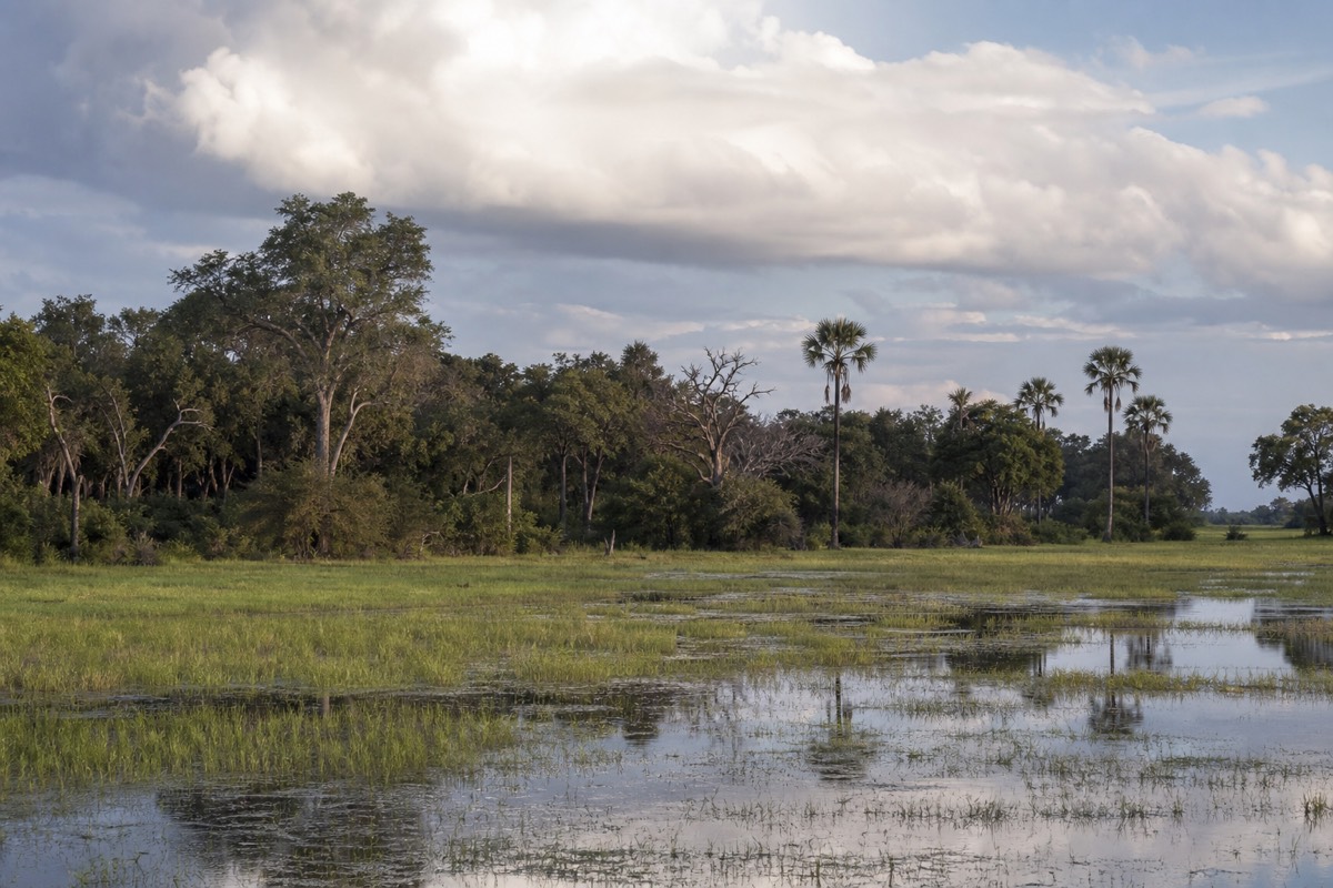 Open floodplain in Moremi Game Reserve with scattered palms and red lechwe grazing